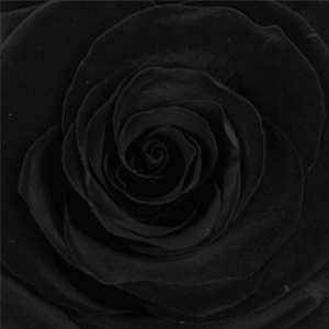 Swatch Black Beauty